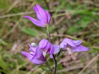 Hampshire County Council gets £98,000 grant to save rare orchids