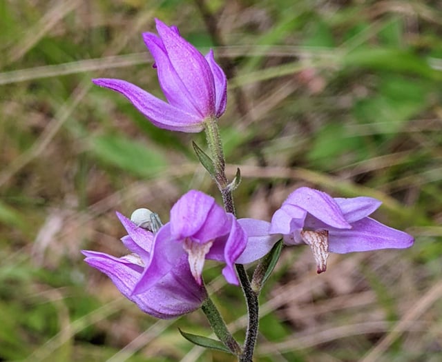 Hampshire County Council gets £98,000 grant to save rare orchids