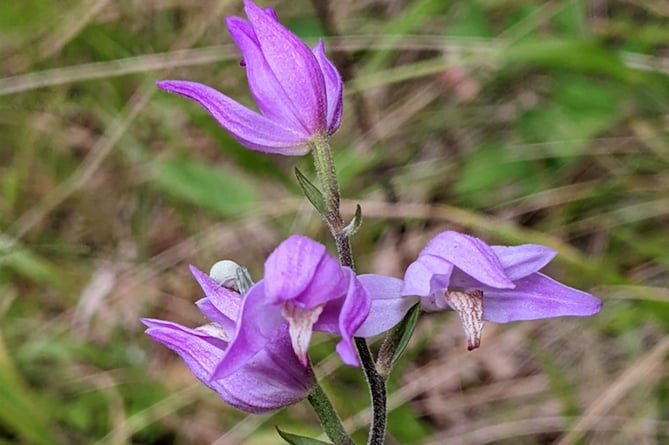 Red helleborine orchid.