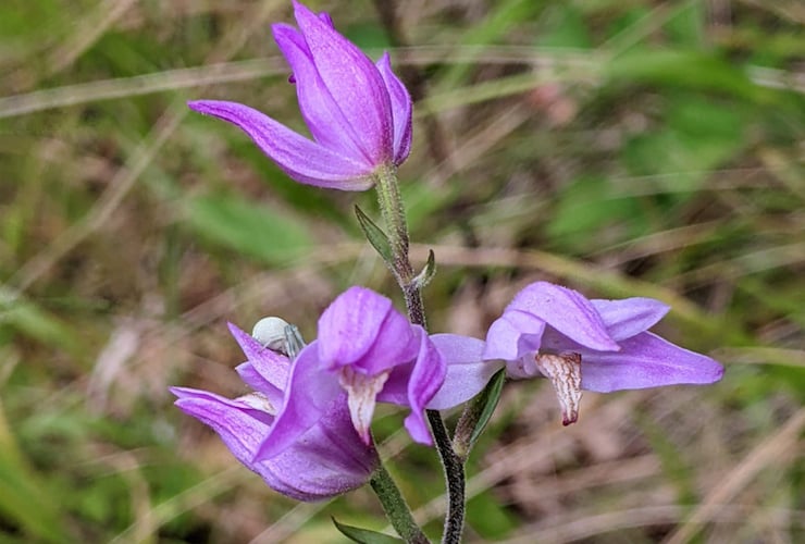 Red helleborine orchid.
