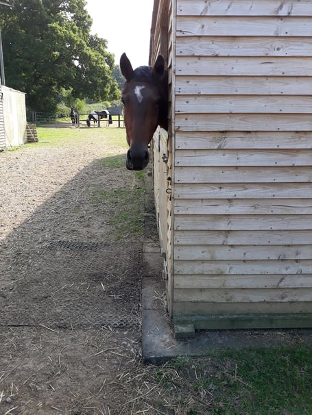 Illegal Privett stable