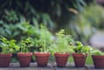 Expert shares top "minimal effort" tips for a beautiful garden