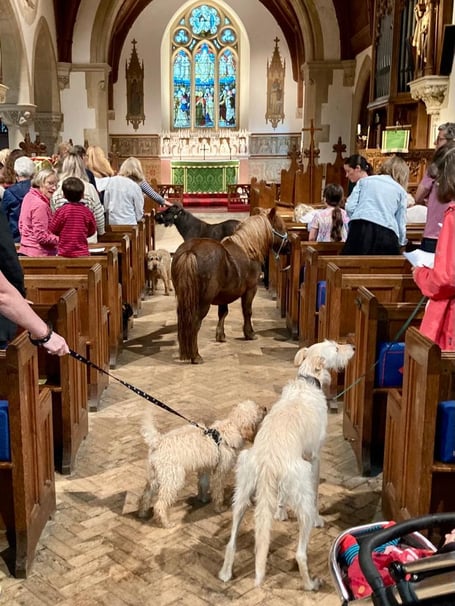 Pet service at Grayswood