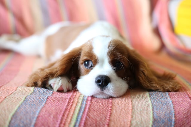 Church for dogs: Parish to hold annual service for pets this Sunday