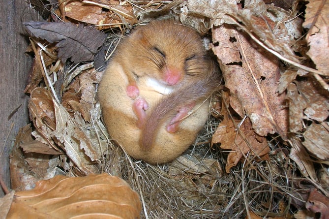 A hibernating dormouse snug in his box