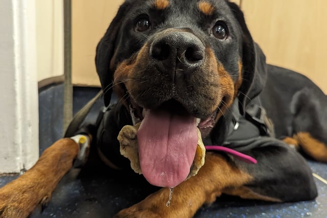 Unlucky for some: Puppy Nancy gets horseshoe-shaped bone stuck on jaw
