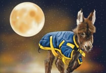 Story of stolen Miller's Ark donkey foal Moon turned into picture book