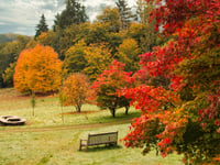 Why have trees been so slow to turn this year? Here's your answer...