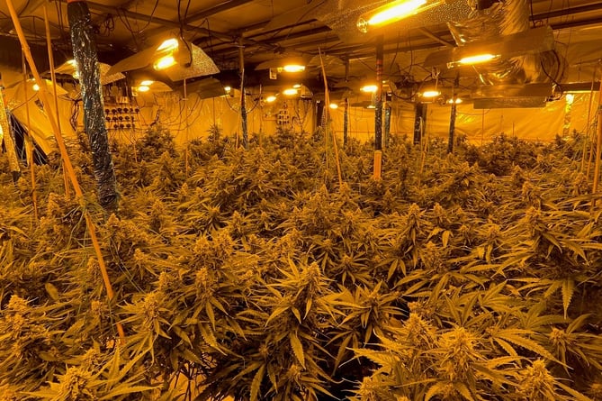 Police raided two cannabis farms, in Farnham and Guildford last week