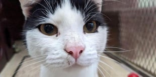‘Characterful cat’ Darwin waiting for a home after 185 days in care