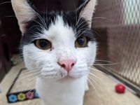 ‘Characterful cat’ Darwin waiting for a home after 185 days in care