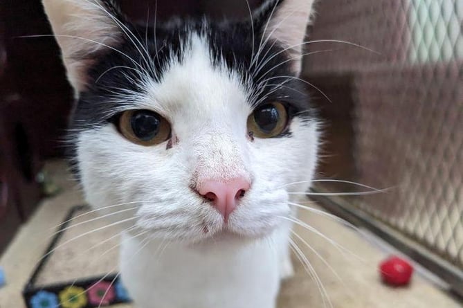 Darwin the cat is searching for a loving home after 172 days in care. He has been in the care of RSPCA Hants and Surrey. Photo released November 3 2023. See SWNS story SWMRcat. A rescue cat is still waiting for a home - after 172 days in care. Darwin, a 'characterful cat' who has been in the care of RSPCA Hants and Surrey, is still waiting to be adopted. The one-year-old domestic short-breed cat was taken in by the RSPCA after he and many other cats were rescued from a property. The cats had not been socialised, so staff at the animal charity had to work hard to gain Darwinâs trust - before his real character shone through.