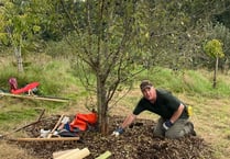 Interest growing as PECAN ready for Petersfield's first Tree Festival