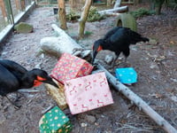 Birdworld launches new festive family celebration for Christmas