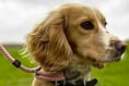 Farringdon owner’s warning as rare disease kills dog
