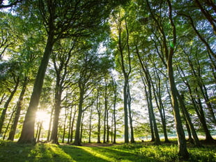 Where 23,000 trees are being planted in the South Downs this winter...