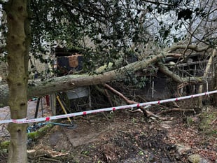 Two horses rescued after tree destroys their stable in Liphook