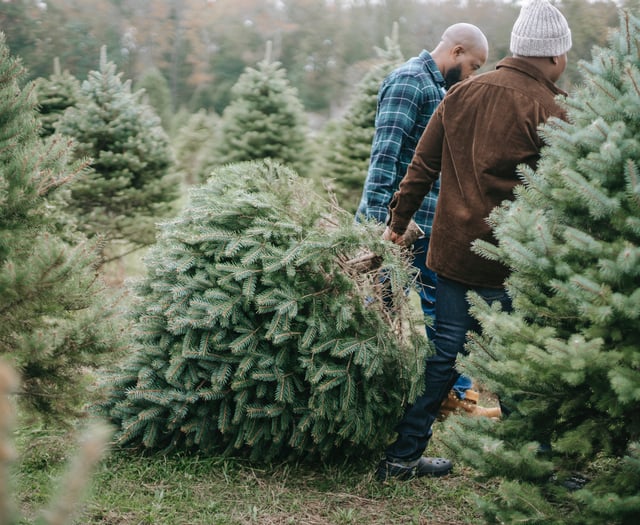 Waverley confirms Christmas bin collections and tree recycling points
