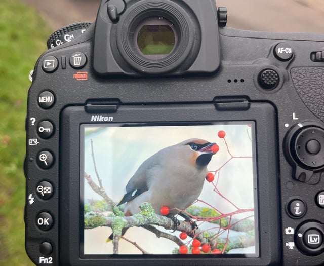 Letter: Are same waxwings coming back to Farnham after ten years?