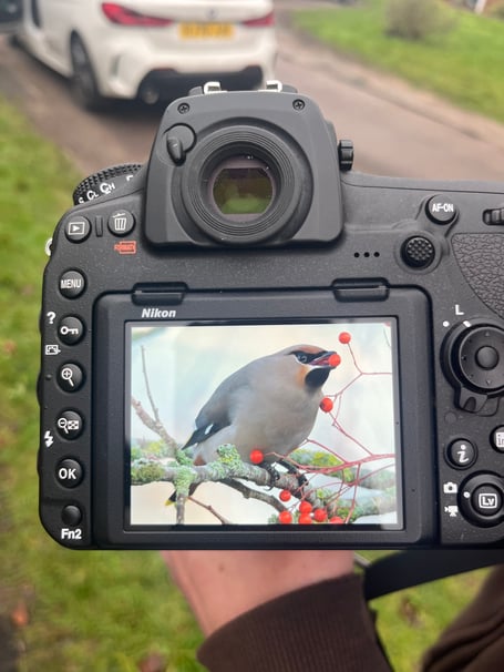 Stunning photographs by Simon Thorn, an experienced birdwatcher, who captured these stills of a waxwing in the early morning of January 4