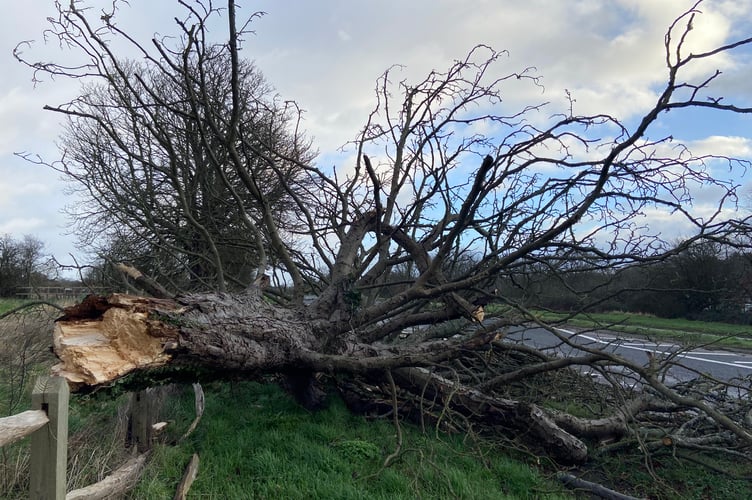 A collapsed tree just west of the Coxbridge roundabout off the A31 in Farnham