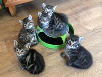 More than 14,000 animals rehomed by the RSPCA in Surrey over a decade