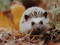 New road sign rules make it easier to keep Hampshire hedgehogs safe