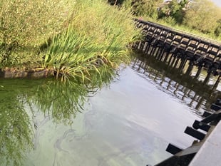 Cut the carp: fish removal could ease algae woes at Petersfield pond