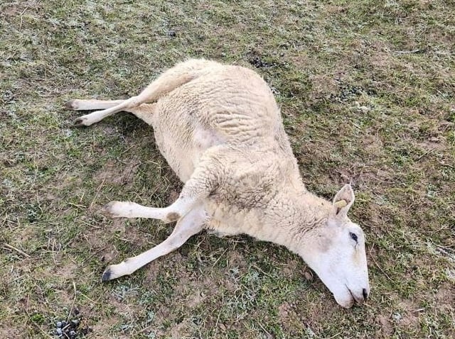 Two teens arrested after 14 lambs run over and killed at Waverley farm