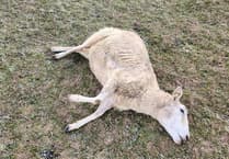 Two teens arrested after 14 lambs run over and killed at Waverley farm