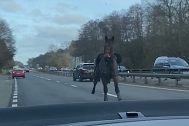 Video captures moment HORSE gallops past cars on A3 near Guildford