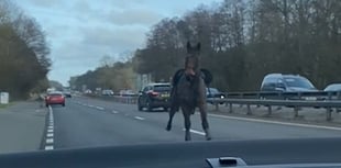Video captures moment HORSE gallops past cars on A3 near Guildford