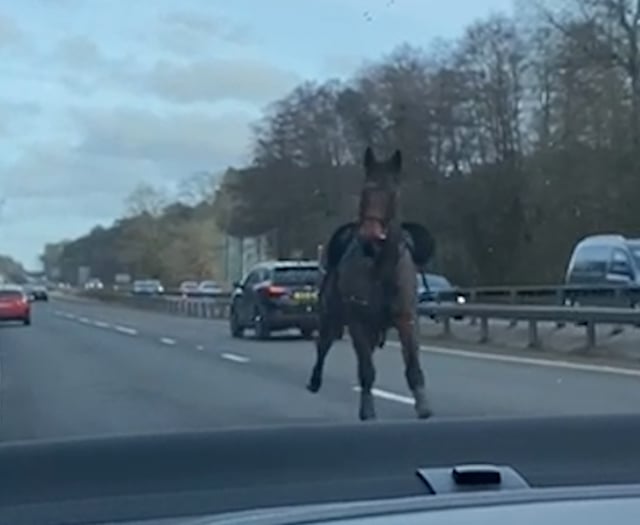 Video captures moment HORSE gallops past cars on A3 near Guildford