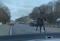 VIDEO: Calls for action on dog walkers after horse bolts onto the A3 at Thursley