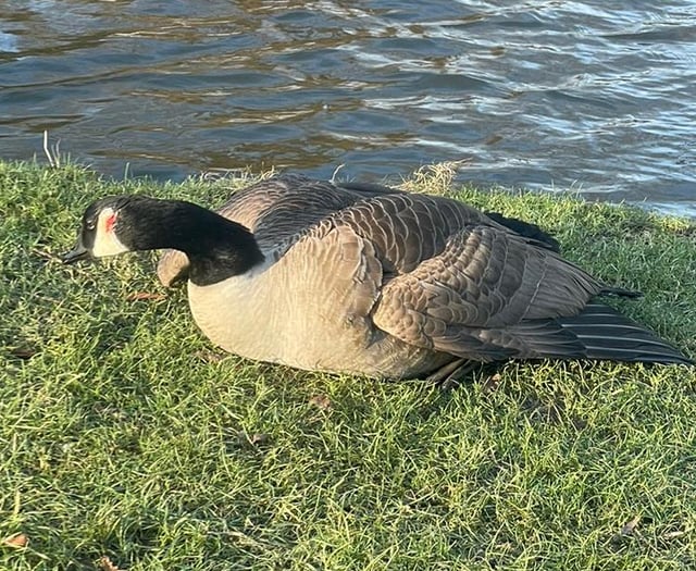 VIDEO: Appeal after teen seen dragging goose from pond and kicking him