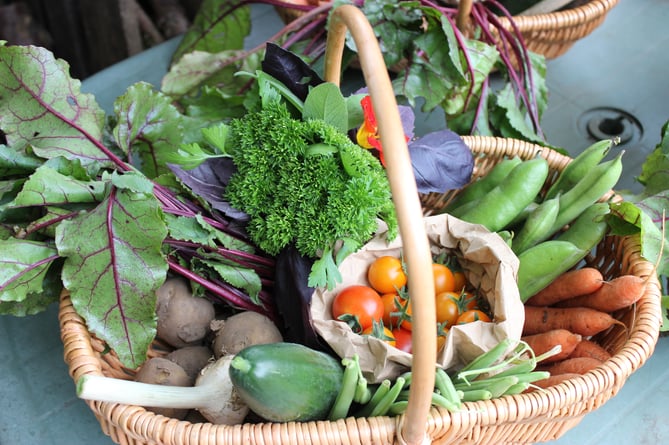 A basket of beautiful veggies harvested at Farnham Community Farm