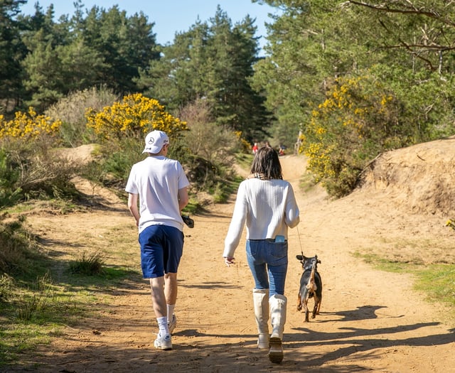 Heath Watch: Spring is a magical time to bask in our local heathland