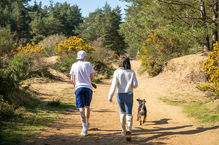 Walking at Hogmoor Inclosure in the spring by Shaun Jackson