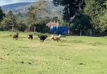 Horse left with bloody leg after attack by 'barking and snarling' dogs in Liphook