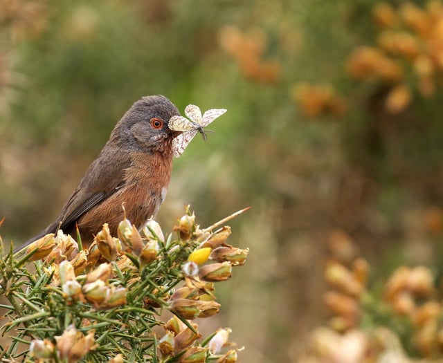 Bird-nesting season: Plea to keep dogs on a short lead until August 31