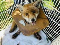Over 200 reports of animals trapped in litter in Surrey since 2020