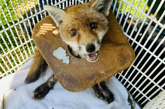 This fox cub was rescued by the RSPCA after getting caught in litter 