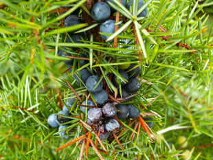 Project to bring back the native juniper tree wins South Downs grant