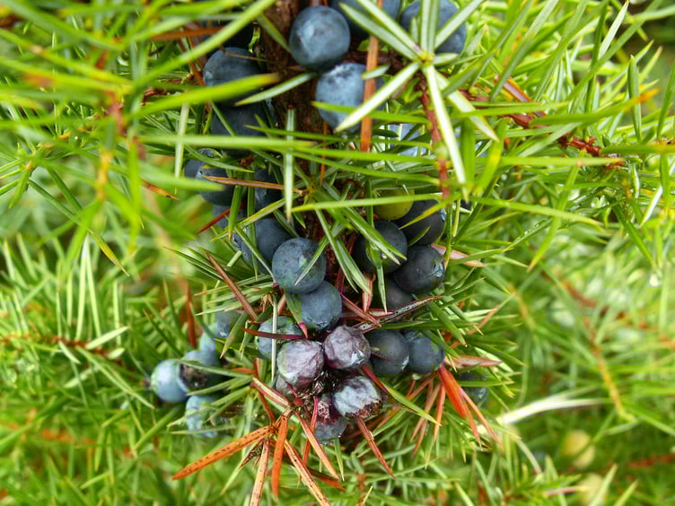 The common juniper is one of Britain’s three native conifer species but has struggled in recent decades across the UK because of diseases and poor seed quality