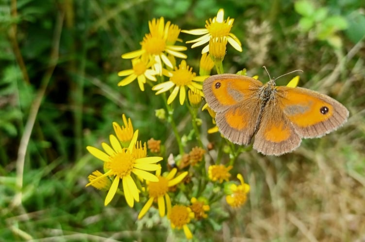 The verge will boost several species of important pollinating insects
