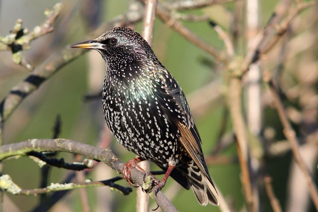 National survey reveals bird most spotted in UK's gardens
