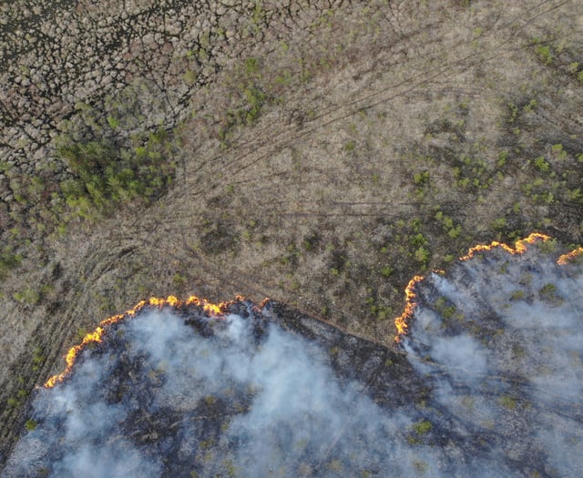 Surrey’s woodlands under threat as wildfires rise by 700% this year