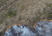 Surrey’s woodlands under threat as wildfires rise by over 700% this year