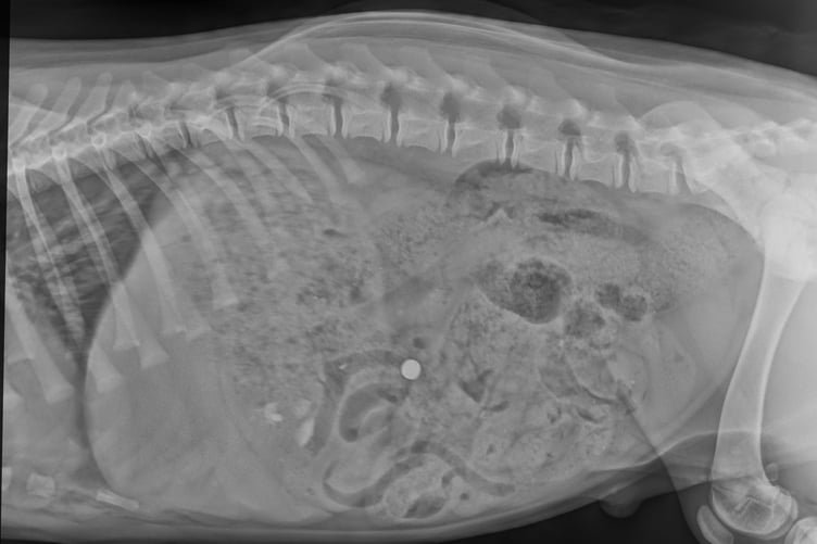 Warrior X-ray with button battery