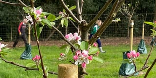 Grayshott Community Orchard is flourishing 